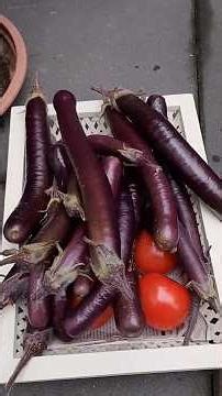 harvesting asian vegetables