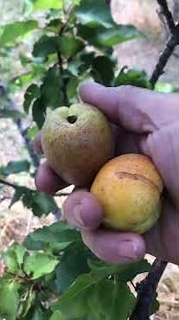 Orchard Harvesting Tips in The Homestead #garden #forageharvest #homestead #offgrid #birdnet #fruit