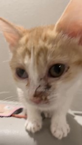 14K views · 547 reactions | Comment “FIP” to receive a new updated...