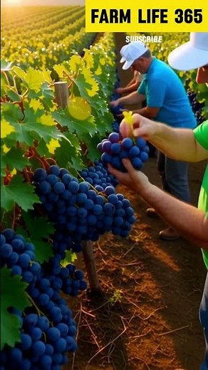 Amazing Grape Harvest 🍇 | Hidden Paradise Vineyard | 4K Ultra HD Nature
