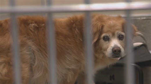 Here's why Columbia Animal Shelter is only taking dogs in emergencies right now