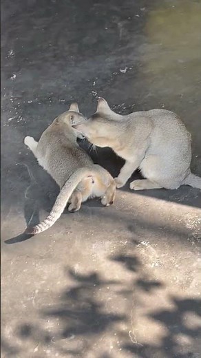 Two cat mating Together #cat #catbreeding
