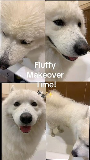 Ultimate Samoyed Spa Day 🐾 | Bath, Blow-Dry & Grooming Transformation!