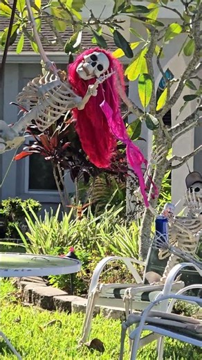 Skeleton pole dancing strippers, Florida style Halloween! -2025 #poledancer #Halloween #skeleton