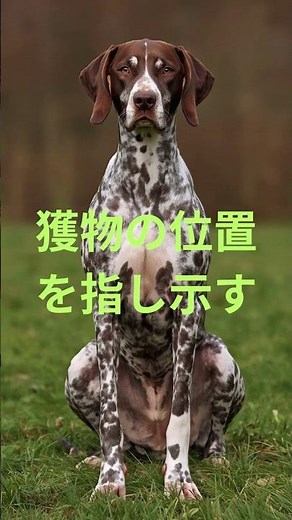 イングリッシュポインター #イングリッシュポインター#englishpointer