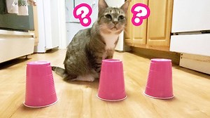 5K views · 196 reactions | Trying to pull popular pet pranks on my cat. Miss this feisty girl so much  | Sarah Harlow | Facebook