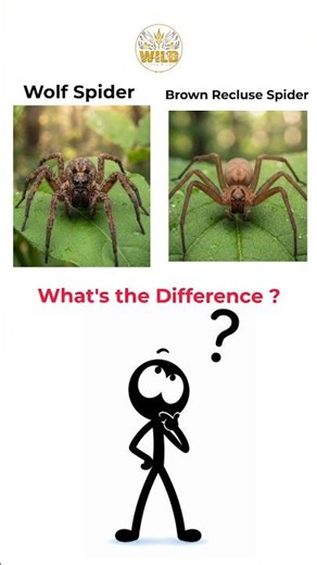 Wolf Spider vs Brown Recluse | Can You Tell the Difference? 🕷️ #viral #wildlife #shorts