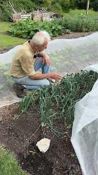 Onion protection from allium leaf miner.