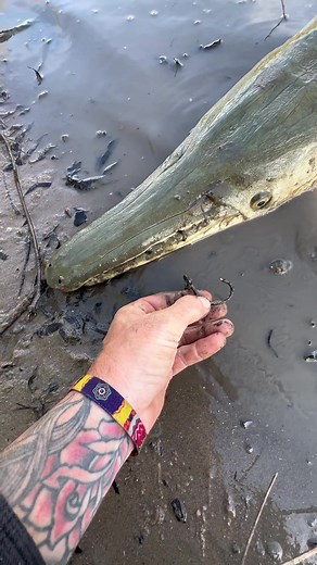 Healthy Five-Foot Alligator Gar Tagging Process