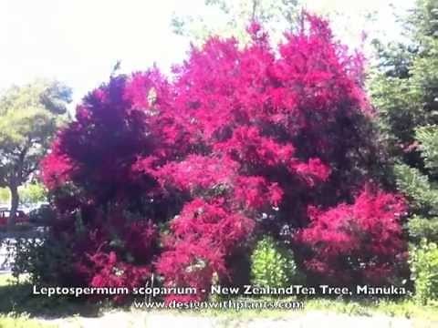 Leptospermum scoparium - New Zealand Tea Tree, Manuka