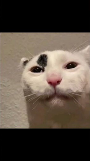 Exploding Diarrhea #cat #cattomemes #memes #memescat #funny #meowmemes #funnycat