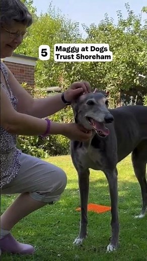 Meet 8 Greyhounds looking for their new homes! | Dogs Trust