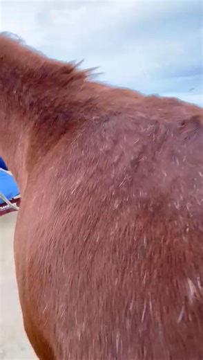 Your dream career in cryotherapy is closer than you think… Step into the future of equine wellness with everything you need to start: 🐴 A professional-grade cryotherapy device 🐴 Our 4-week hands-on training program 🐴 Ongoing support from a thriving equine wellness community Turn your passion for horses into a rewarding career without the burnout. 👉 Tap Learn More and start your cryotherapy journey today. https://training.pecryo.com/ | Precision Equine Cryotherapy