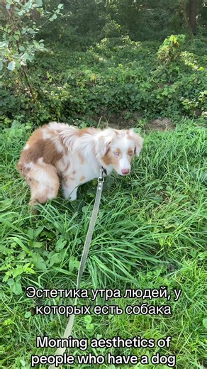 benji.aussie on TikTok