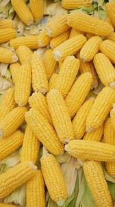 Stacked sweet corn on the cob sits on the table, a staple food in cuisine