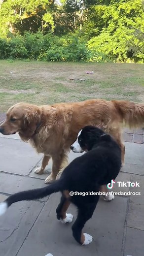 Need to avoid the lake 😩🤣 #goldenretriever #bernesemountaindogpuppy #bmd #cockapoo #groomed #dogsoftiktok #foryoupage❤️❤️ #foryouu #fyppppp