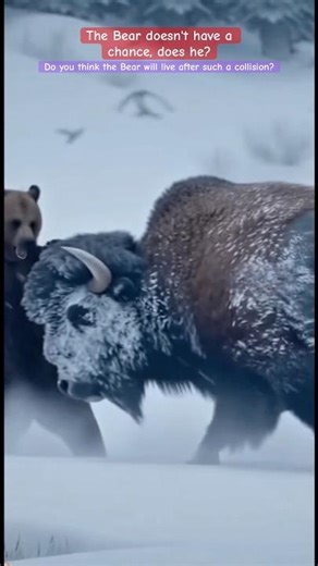 The Bear vs The Bison – A Clash of Giants