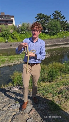 Beautiful Japanese Rat Snake from the end of May! Aka あおだいしょう #アオダイショウ #へび