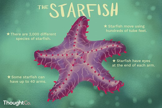 Some Starfish Have 40 Arms, and Other Facts About the Sea Creatures
