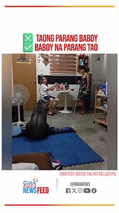 218K views · 1.3K reactions | No to taong parang baboy but yes na yes sa baboy na parang tao! Proud na ipini-flex ng isang pamilya ang kanilang adorable na pet baboy. Kilalanin si Bistek sa kompletong report! #GMAIntegratedNewsfeed YT: https://youtu.be/DXjMdT74p5Q FB: https://tinyurl.com/yj28jkdw | GMA News | Facebook