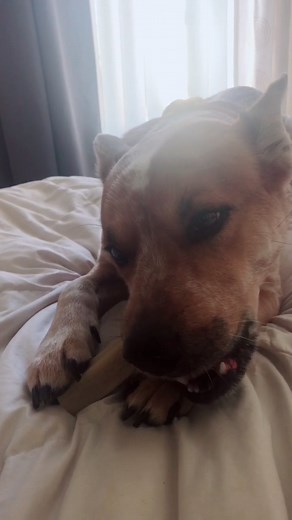 Doggie ASMR @verxcy095 #fyp #foryou #foryoupage #dog #doggy #dogs #asmr #dogasmr