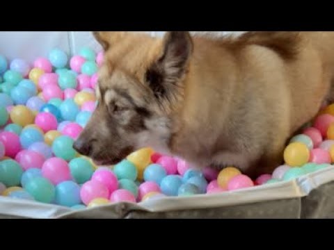 Tonka's WaterWolf Ranch is live in the Ball Pit loop