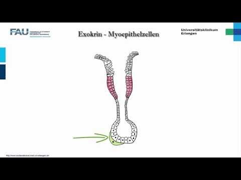 Histologie ─ Drüsenepithelien