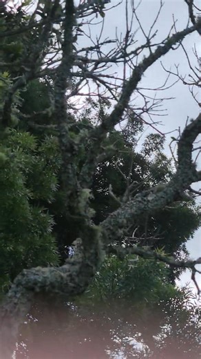 1.1K views · 79 reactions | The whole Fam | Magpie Society NZ | Facebook