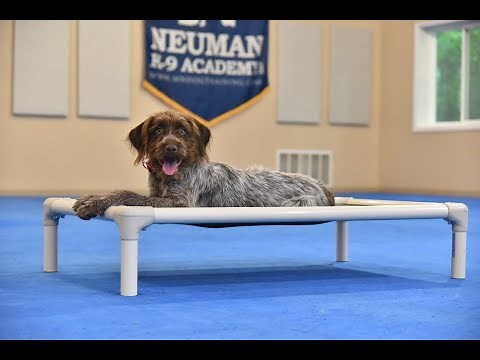 Sally (Wirehaired Griffon) Puppy Camp Dog Training Video Demonstration