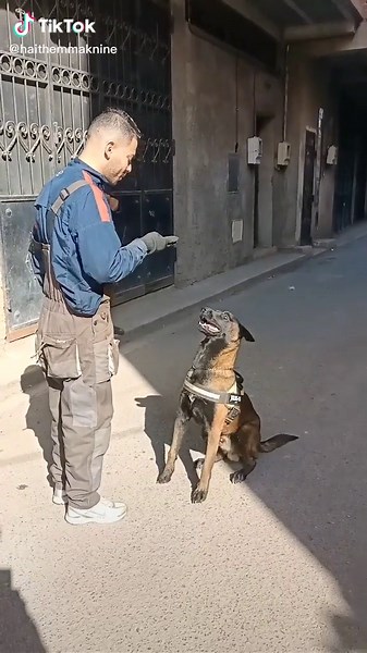 Belgian Malinois Dog Demonstrates Unique Tricks