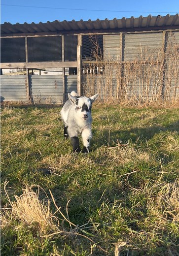Baby goat zoomies 🥹🥹 #pygmygoats #goats #petsoftiktok #pets #drumshadepygmygoats