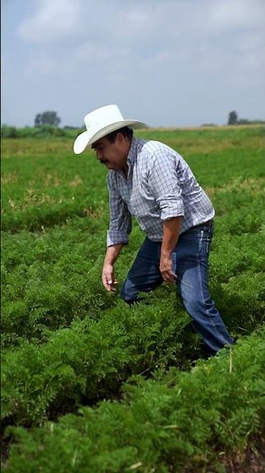 Plant Cover Crops & Use Crop Rotation for Soil Conservation