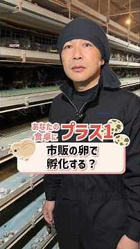 市販のうずら卵からヒナは生まれる？プロの生産者が「有精卵と無精卵」の真実を教えます！ #幡野ファーム #豊橋うずら #孵化 #食育 #豊橋 #命の授業 #有精卵 #無精卵 #shorts