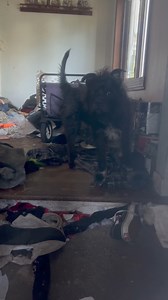 🚨JUST RESCUED - SMALL DOG ABANDONED IN HOME FOR 8 MONTHS!🚨 Meet Mike, Our Little Fighter! Mike's story could have ended very differently if not for a kind-hearted neighbor who looked out for him. For eight months, Mike has been all alone in an abandoned home, with raccoons for roommates and barely enough to survive. This kind elderly neighbor, fed him and called over 40 rescues to get Mike the help he desperately needed. Today- because we agreed to help find him a home- Mike got to walk out of