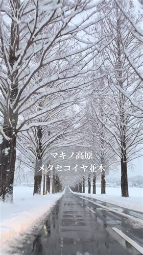 雪景色のメタセコイヤ並木が神秘的すぎる🌲 ⁡ ⁡ ⁡ ⁡ 滋賀県は雪対策にも慣れており、 道路からお湯が出たり 除雪車が常に稼働してくれています ⁡ 感謝しかありません いつもありがとうございます ⁡ 滋賀へ来る際は必ずスタッドレスタイヤ🛞の着用をお願いします #雪景色 #滋賀観光 #メタセコイヤ並木 #白鬚神社