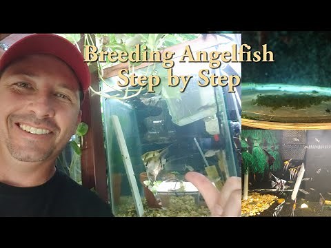 Breeding Angelfish step by step