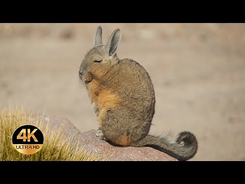 Zwierzęta Ameryki Południowej. Głosy i dźwięki. 4K Ultra HD