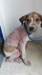 3.1K reactions · 535 shares | From Heartbreak to Hope: Sasha’s...