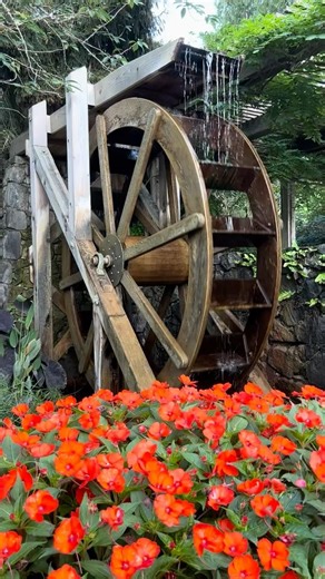 Walking Through Butchart Gardens in Victoria Canada 🌸