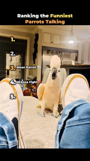 Ranking Funniest Parrots Talking