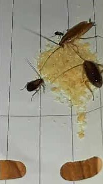 Green leaf power cockroach killing bait review