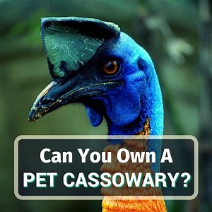 Can You Own A Pet Cassowary? Yes, No, Or Maybe?