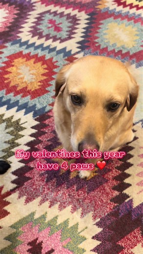 Valentine’s Day, but make it dog-mum coded. This edible Valentine’s card from Butternut Box is basically a love letter you can feed your dog . Because our dogs aren’t just pets, they’re family, our best friends. The only beings that will love you no matter what. #DogMumLife #ValentinesForDogs #Dogvalentines #FurBaby #DogTreats