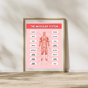 The Muscular System Poster, Anatomy Poster, Classroom Poster, Muscles of the Body, Bodily Systems Poster, DIGITAL DOWNLOAD - Etsy