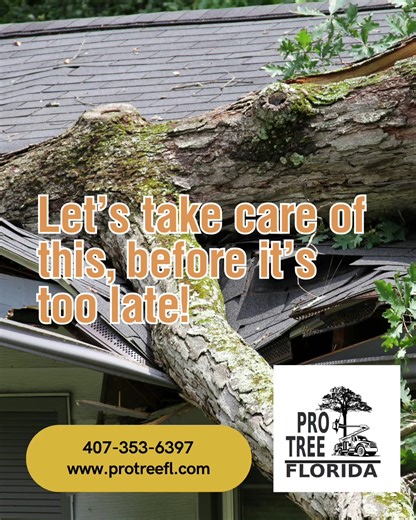 Let Pro Tree Florida take care of your tree removal, before it’s too late! Call us today. #protreefl #treeremoval #treeremovalexpert #centralflorida