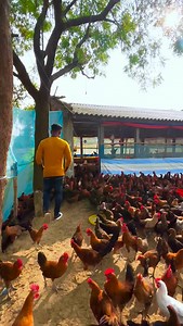 171K views · 35K reactions | Sonali Barma Murgi farming…#short #tranding #viralvideo #like❤️commentfollow | A M Khan | Facebook