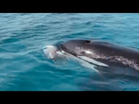 الحوت القاتل الاوركا بالقنفذة تم تصويره وهو ياكل الدلفين Orca killer whale hunt dolphin