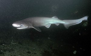 Bluntnose sixgill shark - Alchetron, the free social encyclopedia