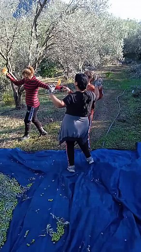 Picking Olive Branches: A Nature Activity