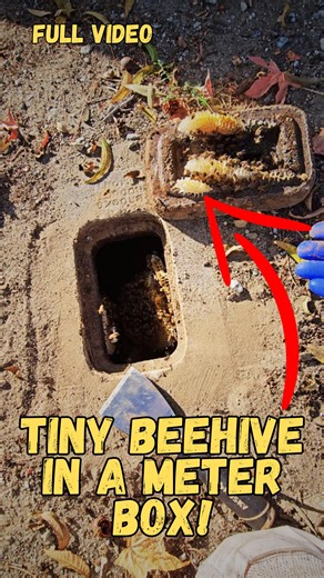 1K views · 17 reactions | *Full Removal Video* Someone tried to trap...